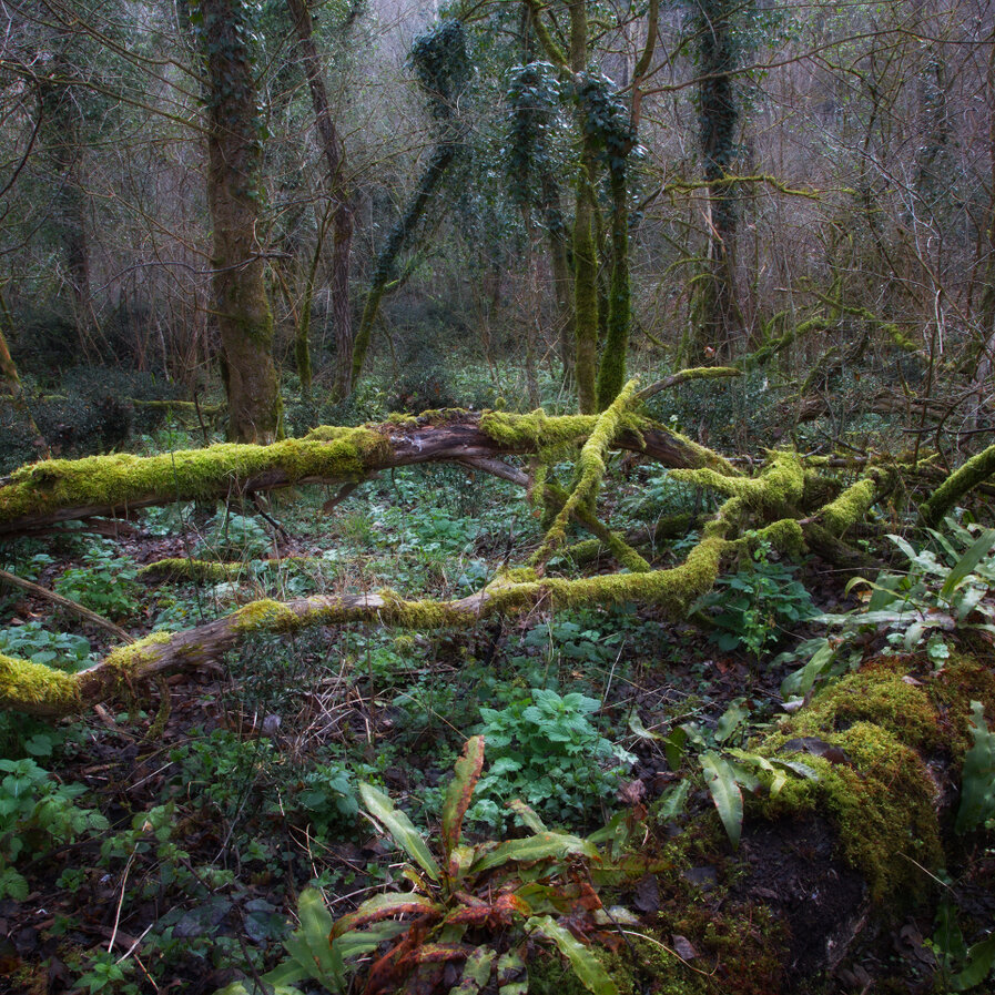 Videocamera su treppiede in ambiente naturale friulano